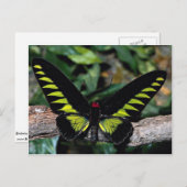 Carte Postale Papillon d'oiseau, Trogonoptera brookiana, Malais (Devant / Derrière)