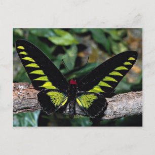 Carte Postale Papillon d'oiseau, Trogonoptera brookiana, Malais
