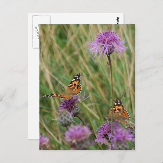 Carte postale Papillon Dreams (Devant / Derrière)