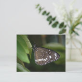 Carte Postale Papillon du Corbeau commun (Debout devant)