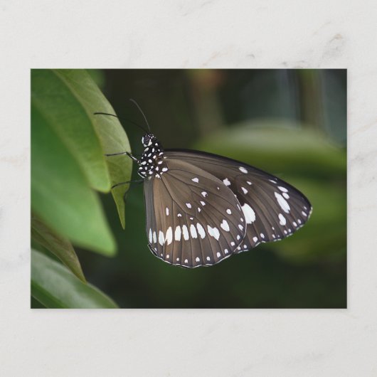 Carte Postale Papillon du Corbeau commun (Devant)