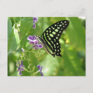Carte postale Papillon du jardin
