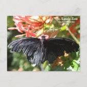 Carte postale papillon du zoo de St. Louis (Devant)
