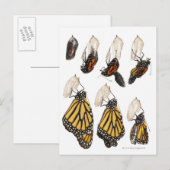 Carte Postale Papillon émergeant du coccoon (Devant / Derrière)