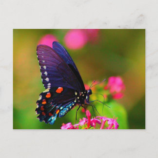 Carte Postale Papillon épicebush Swallowtail