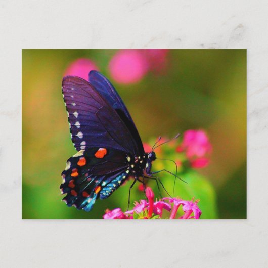 Carte Postale Papillon épicebush Swallowtail (Devant)