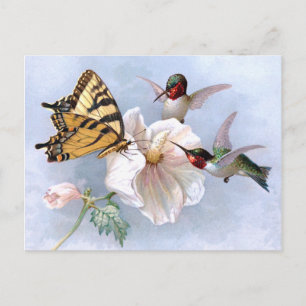 Carte Postale Papillon et colibri