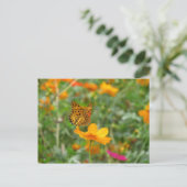 Carte Postale Papillon et fleurs de cosmos (Debout devant)