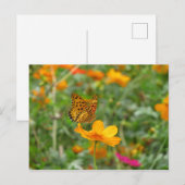 Carte Postale Papillon et fleurs de cosmos (Devant / Derrière)