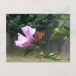 Carte Postale Papillon et Rose de Sharon