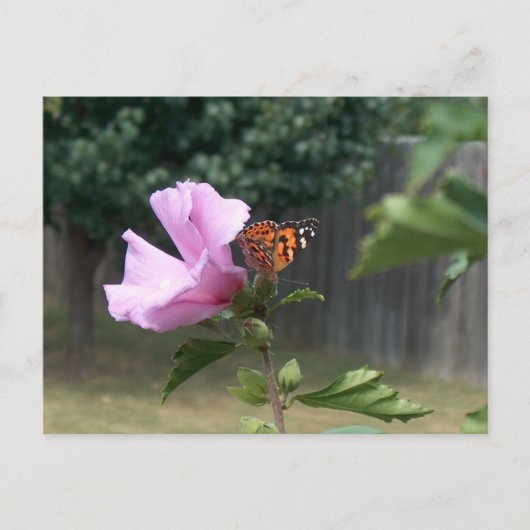 Carte Postale Papillon et Rose de Sharon (Devant)