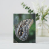 Carte Postale Papillon Extraordinaire Caligo Eurilochus (Debout devant)