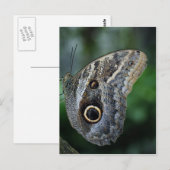 Carte Postale Papillon Extraordinaire Caligo Eurilochus (Devant / Derrière)