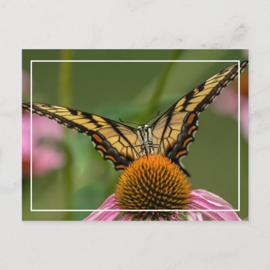 Carte Postale Papillon face à face (Devant)