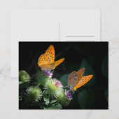 CARTE POSTALE PAPILLON FAUNE ET FLORE INSECTE POSTCROSSING (Devant / Derrière)