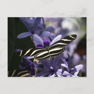 CARTE POSTALE PAPILLON FAUNE ET FLORE INSECTE POSTCROSSING
