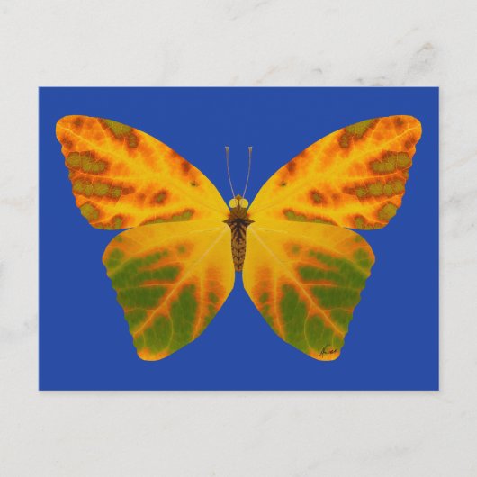 Carte Postale Papillon feuille Aspen 1 (Devant)