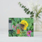 Carte Postale Papillon foncé 1 (Debout devant)