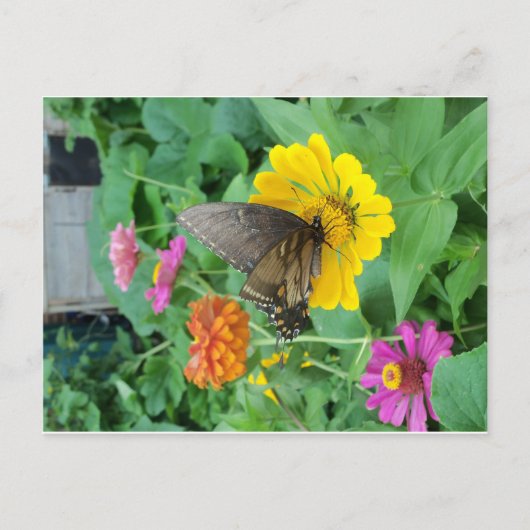 Carte Postale Papillon foncé 1 (Devant)