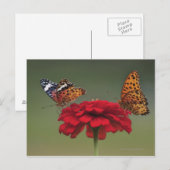 Carte Postale Papillon Fritillaire (Argyreus hyperbius) sur 2 (Devant / Derrière)