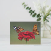 Carte Postale Papillon Fritillaire (Argyreus hyperbius) sur 2 (Debout devant)