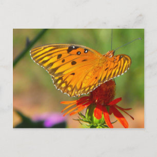 Carte Postale Papillon fritillaire du Golfe et Fleur rouge