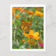 Papillon fritillaire indien & fleurs de cosmos
