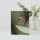 Carte Postale Papillon galvanisé sur une feuille (Debout devant)