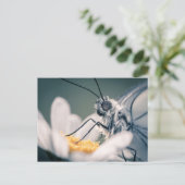 Carte postale papillon Gazé Briefkaart (Staand voorkant)