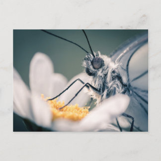 Carte postale papillon Gazé Briefkaart