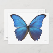 Carte Postale Papillon géant bleu Morpho (Devant / Derrière)