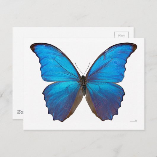 Carte Postale Papillon géant bleu Morpho (Devant / Derrière)