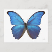Carte Postale Papillon géant bleu Morpho (Devant)