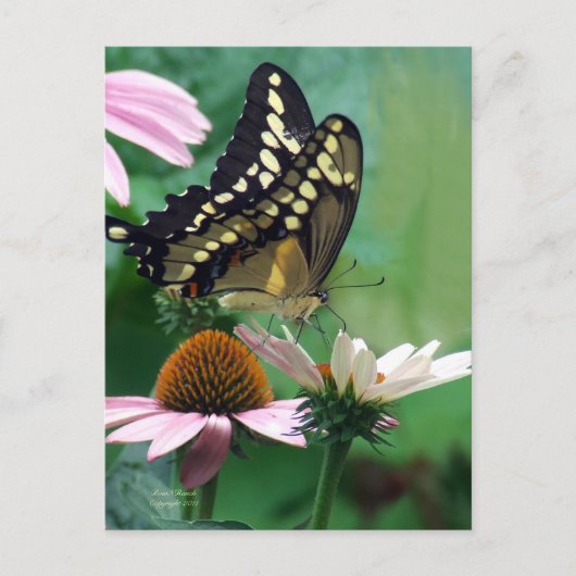Carte Postale Papillon Géant Swallowtail sur Fleurs (Devant)