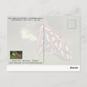 Carte Postale Papillon Golfe Fritillaire Passion Orange tacheté (Dos)