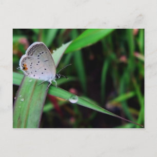 Carte Postale papillon & goutte @ 9 miles run