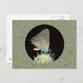 Carte Postale Papillon gris Hairstreak (Devant / Derrière)