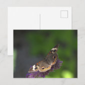 Carte Postale Papillon I (Devant / Derrière)