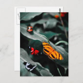 Carte Postale Papillon II (Devant / Derrière)