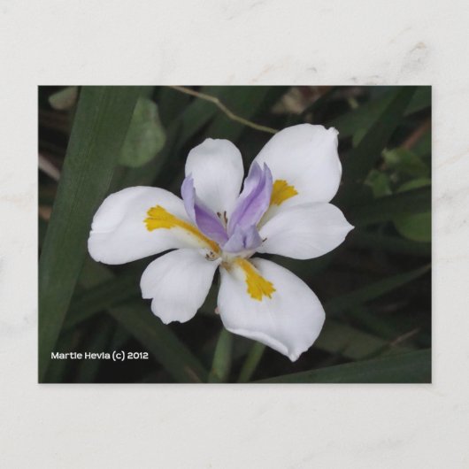 Carte Postale Papillon iris (Devant)