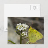 Carte Postale Papillon jaune (Devant / Derrière)