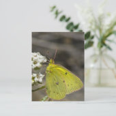 Carte Postale Papillon jaune (Debout devant)