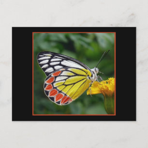 Carte postale Papillon jaune coloré
