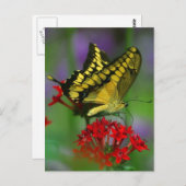 Carte Postale Papillon jaune et noir (Devant / Derrière)