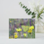Carte Postale Papillon jaune sur fleur jaune (Debout devant)