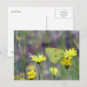 Carte Postale Papillon jaune sur fleur jaune (Devant / Derrière)