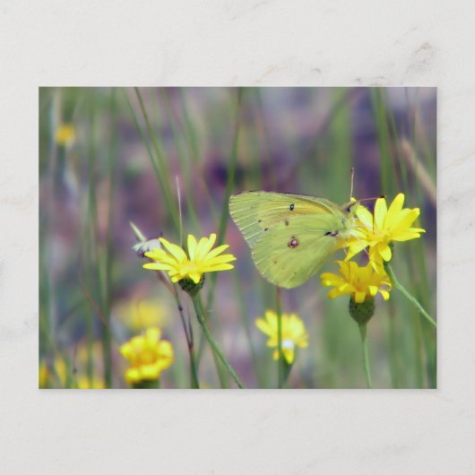 Carte Postale Papillon jaune sur fleur jaune (Devant)