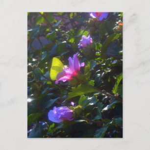 Carte Postale Papillon jaune sur Rose rose de Sharon