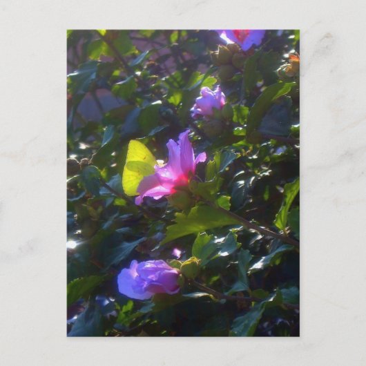 Carte Postale Papillon jaune sur Rose rose de Sharon (Devant)