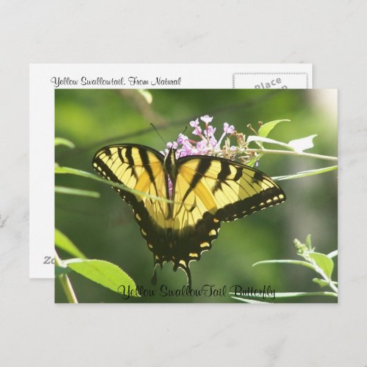 Carte Postale Papillon jaune SwallowTail (Devant / Derrière)